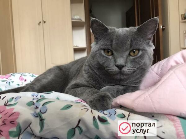 Фото Вязка британца
