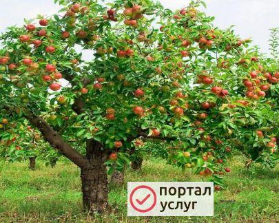 Фото Обрезка деревьев