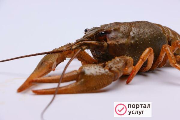Фото Раки Волжские 20-40 гр