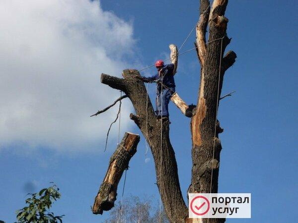 Фото Спил и обрезка деревьев