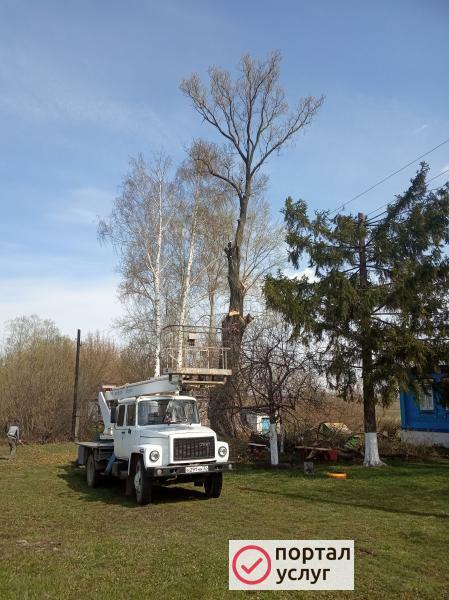 Фото Спил деревьев.