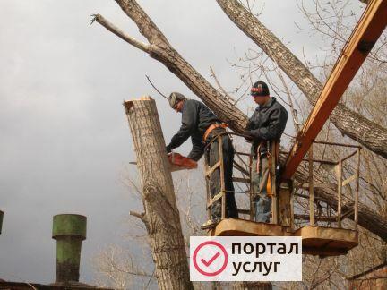 Фото  Спил  деревьев. Расчистка участка.