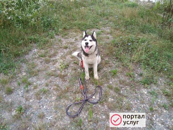 Фото Дрессировка собак 