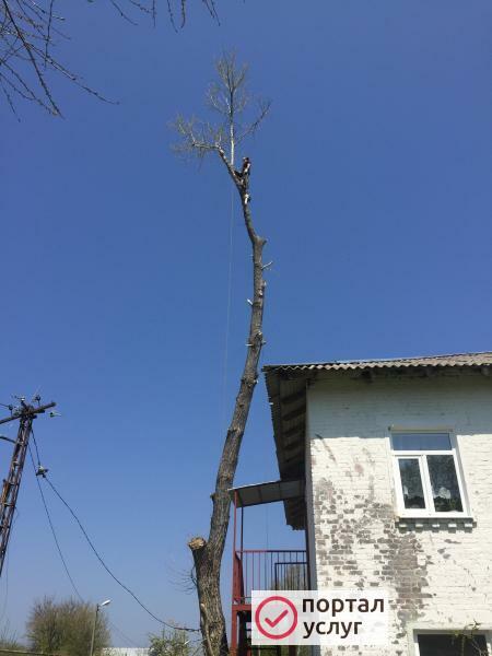 Фото Спил деревьев любой сложности