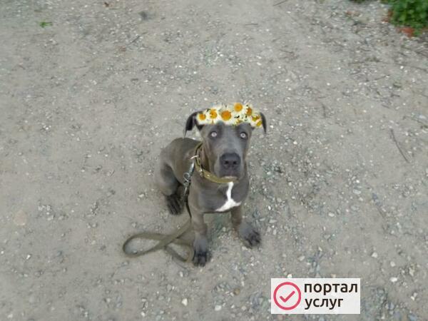 Фото Дрессировка собак 