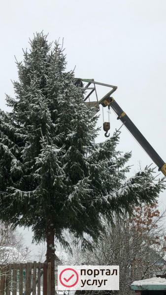 Фото валка деревьев частями