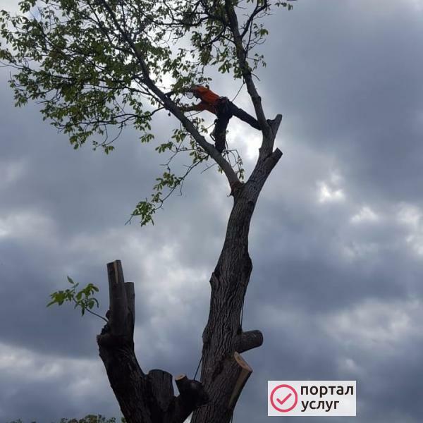 Фото Спил и обрезка деревьев