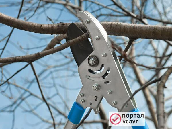 Фото Обрезка деревьев