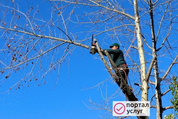 Фото Спил деревьев чистка участков
