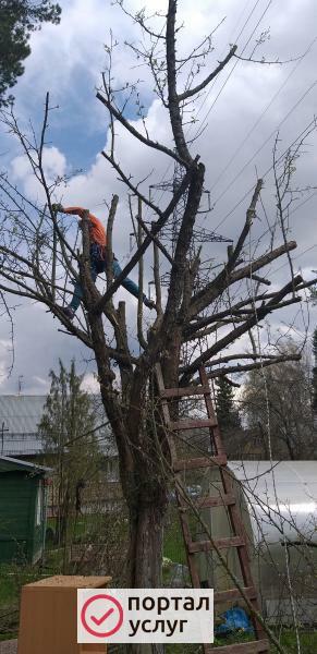 Фото Спил деревьев