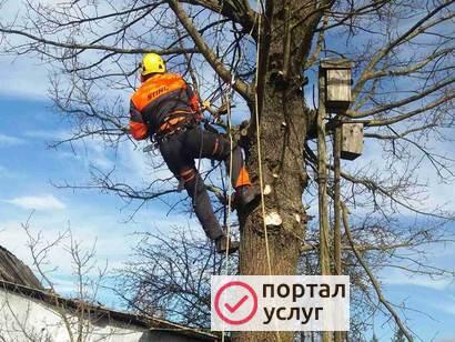 Фото Спил деревьев