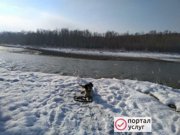 Фото Дрессировка собак