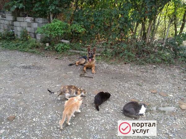Фото Дрессировка собак