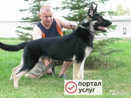 Фото Дрессировка собак в Самаре