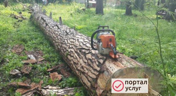 Фото Спил деревьев+ расчистка участка