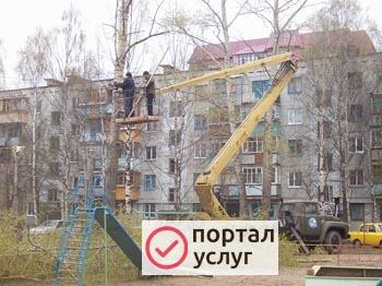 Фото Вырубка, обрезка деревьев