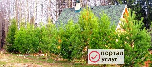 Фото Благоустройство территории дома