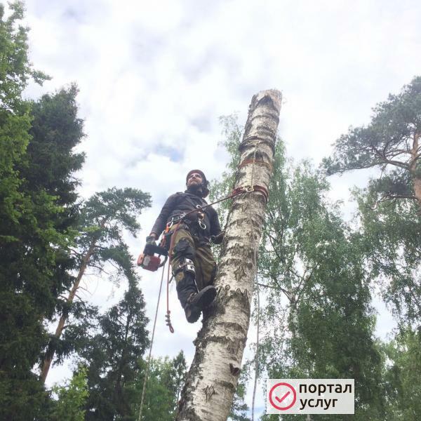 Фото удаление деревьев