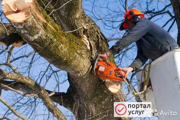Фото Спил деревьев, Зачистка участков, 