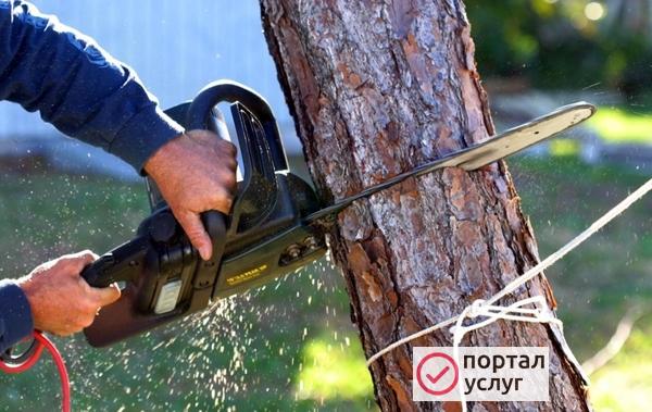 Фото Спил деревьев