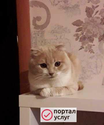 Фото Кот на вязку