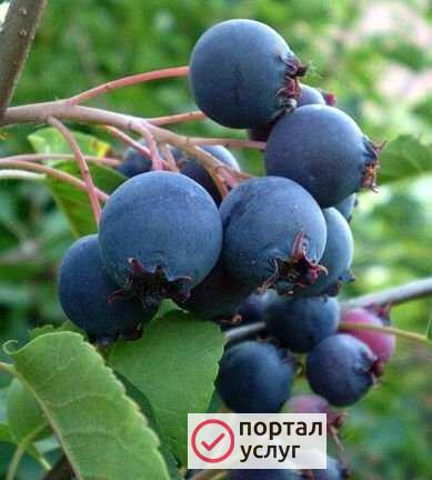 Фото Ирга