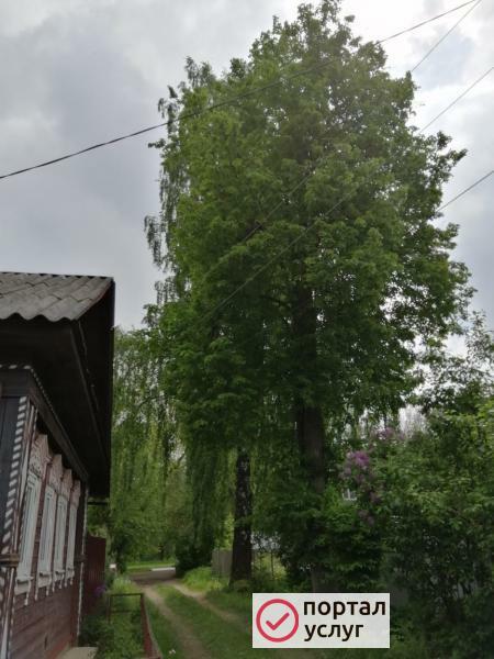 Фото УДАЛЕНИЕ ДЕРЕВЬЕВ