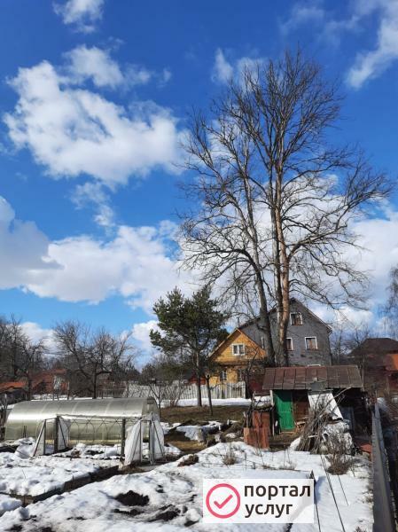 Фото Удаление Деревьев