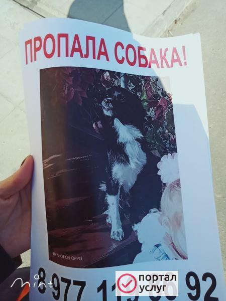 Фото Пропала собака