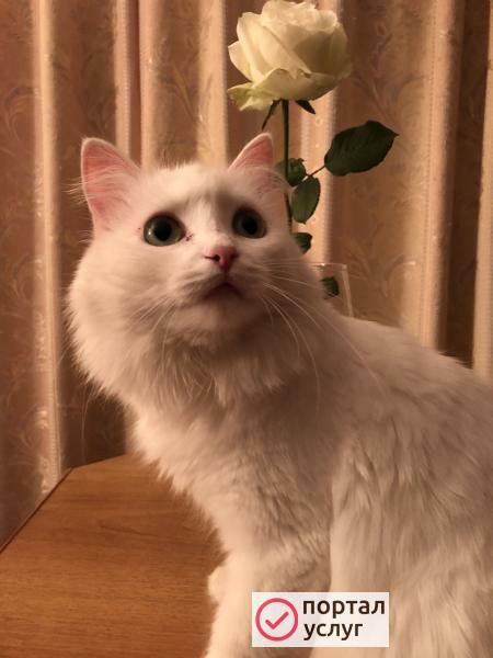 Фото Нужен кот ангорка для вязки