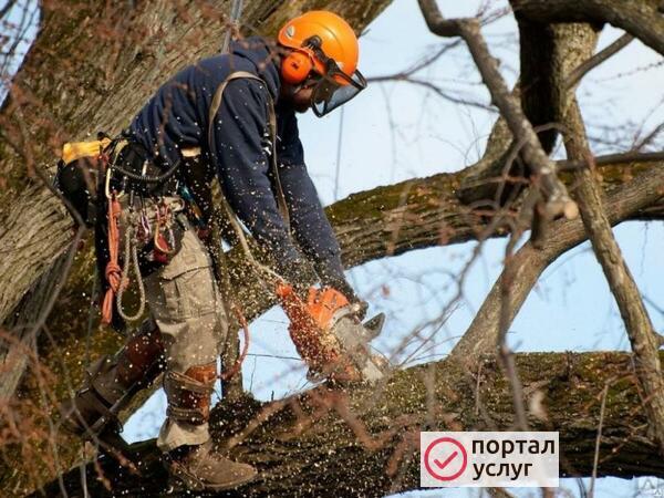Фото Спил деревьев