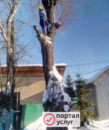 Фото Валка деревьев без техники