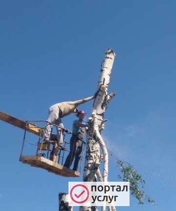 Фото Спил деревьев, кронирование