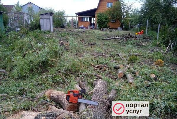 Фото Спил деревьев