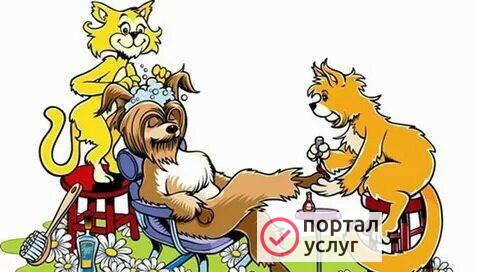 Фото Стрижка собак