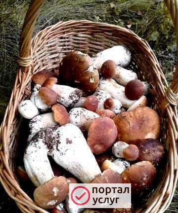 Фото Белые грибы