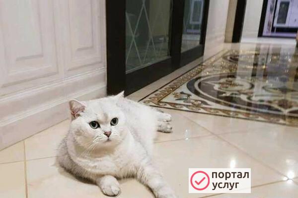 Фото Плиточник