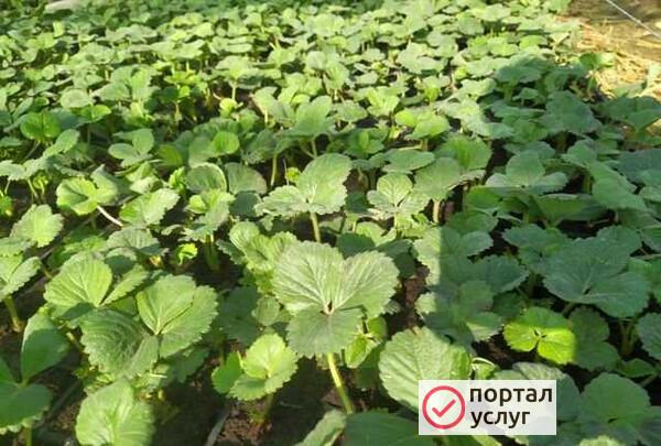 Фото Рассада клубники