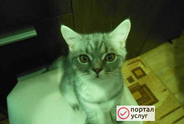 Фото Котик