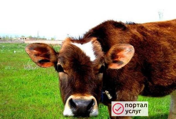 Фото Крупный Рогатый скот