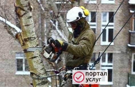 Фото Спил деревьев, расчистка участков