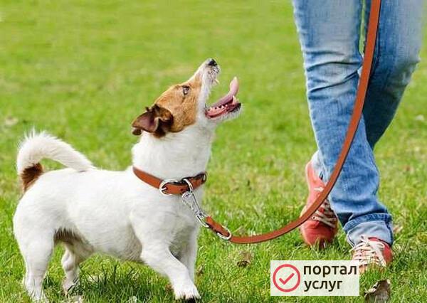 Фото Выгул собак