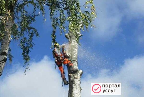 Фото Спил деревьев