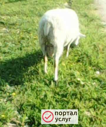 Фото Баран