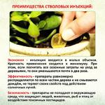 Инъекции Пальмам - уколы против насекомых и болезней