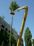 Спилить(спил) удалить дерево в Великом Новгороде