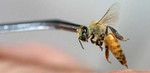 Апитерапия, пчелы, пчелоукалывание, ужаливание