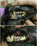 Ультразвуковая чистка зубов собак и кошек