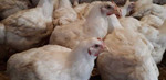 Фермерская курица (цыплята-бройлеры)