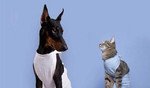 Стерилизация кошек/собак(бюджетная) вет.клиника лл